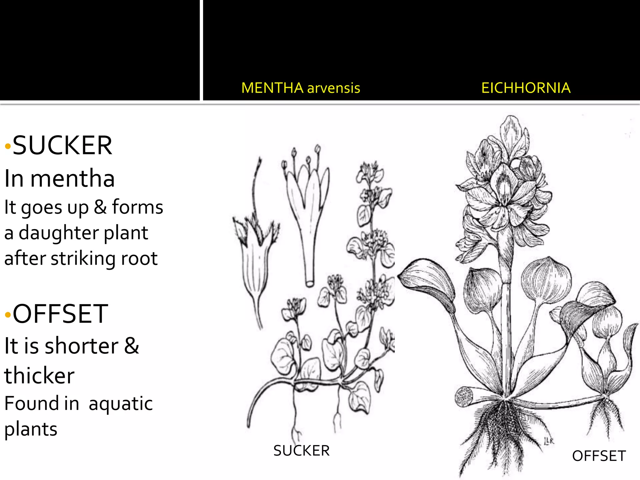 AMORPHOPHYLLUSPOTATOSTEM TUBERIn  potato,An aerial branch grows downward &stores food CORMIn amorphophyllusStem is massive,swollen,Held  in  position  by contractile roots