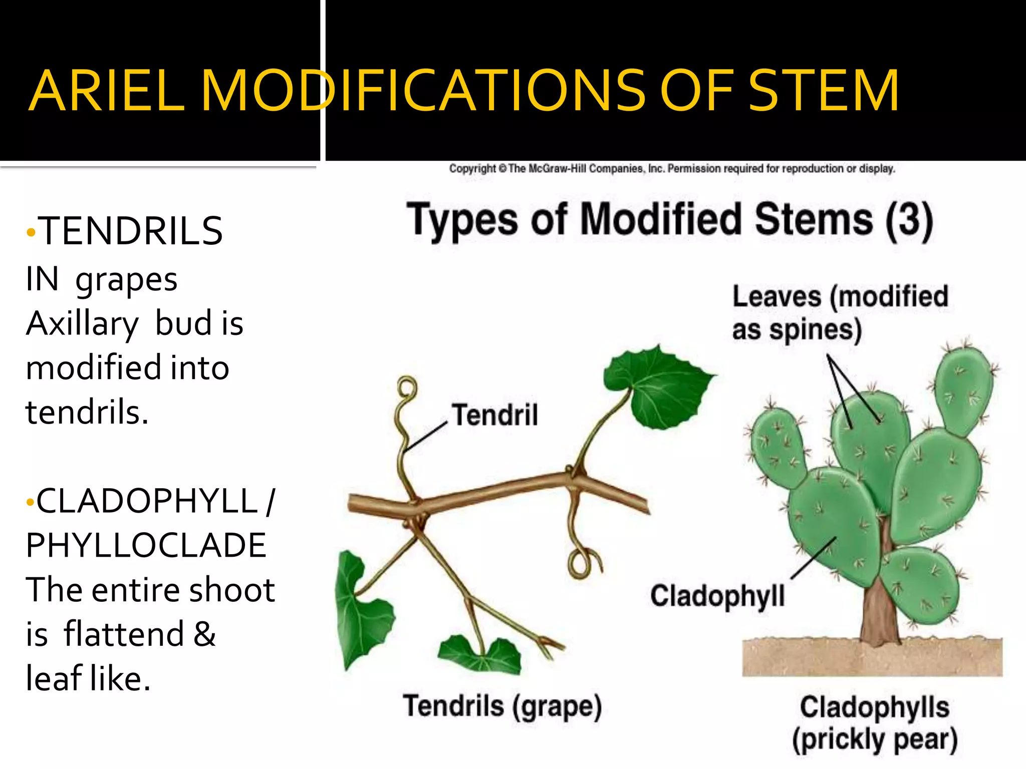 SUBARIEL MODIFICATIONS  FOR VEGETATIVE PROPOGATIONRUNNERIn StrawberryAxillary  buds from lowest leaves  give rise to modified branches.STOLONThey grow upwardsLike ordinary branches  &  arch down to meet soil.STOLON