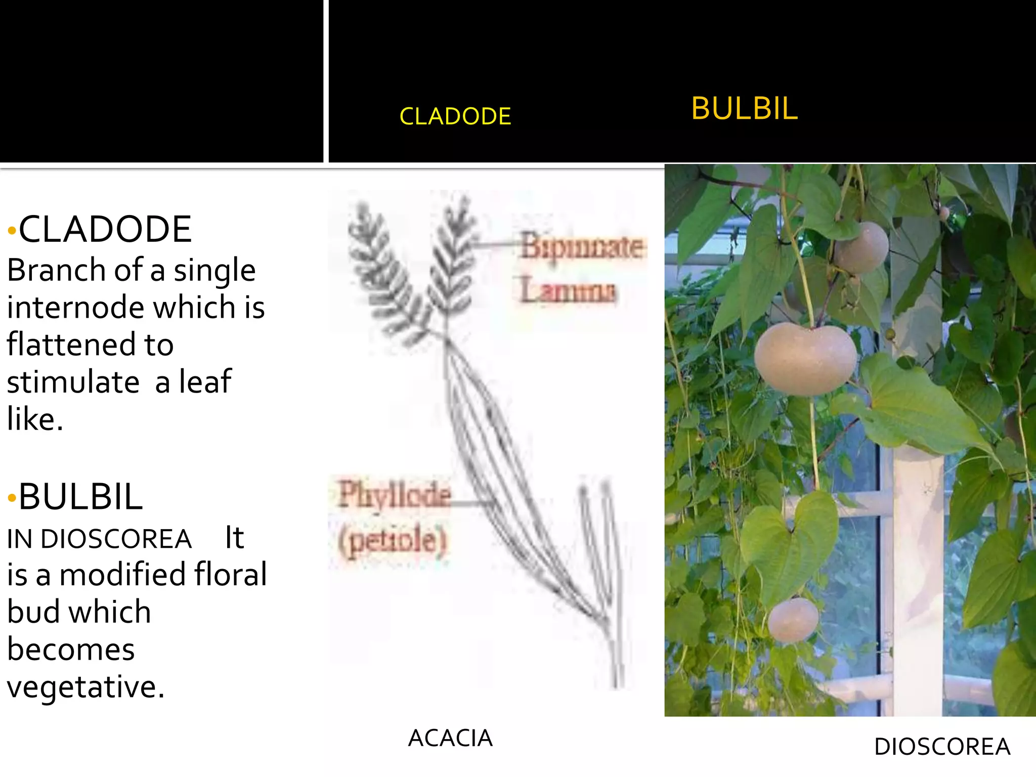 EICHHORNIAMENTHA arvensisSUCKERIn menthaIt goes up & forms a daughter plant after striking rootOFFSETIt is shorter & thickerFound in  aquatic plantsSUCKEROFFSET