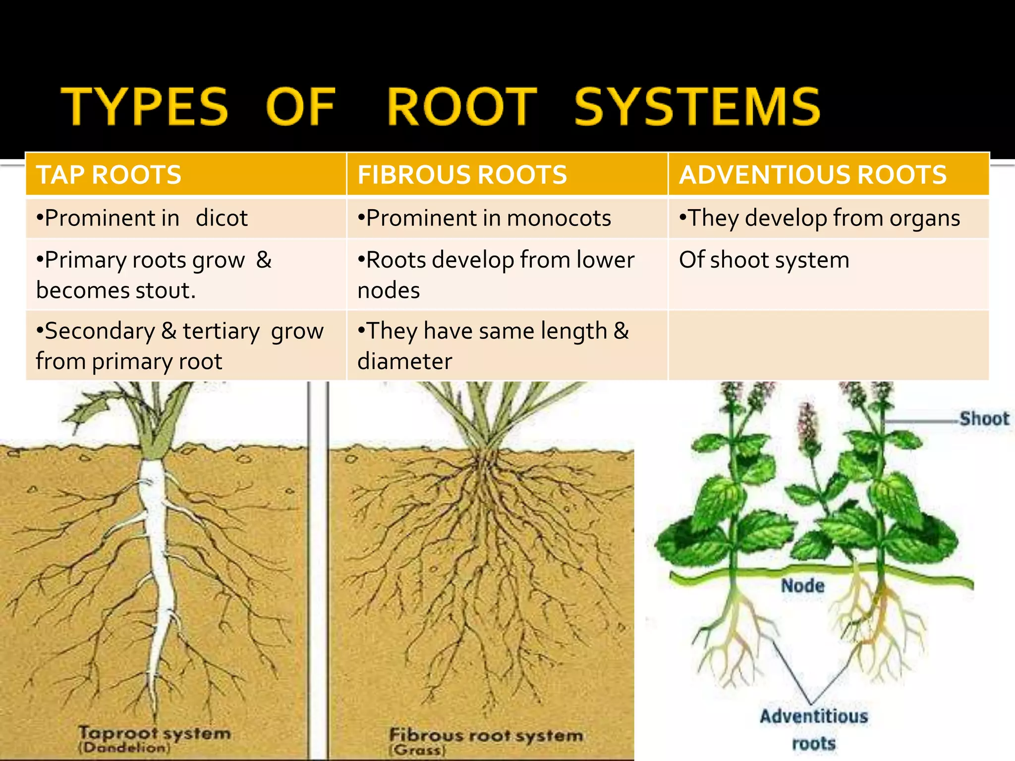 TYPES   OF    ROOT   SYSTEMSG