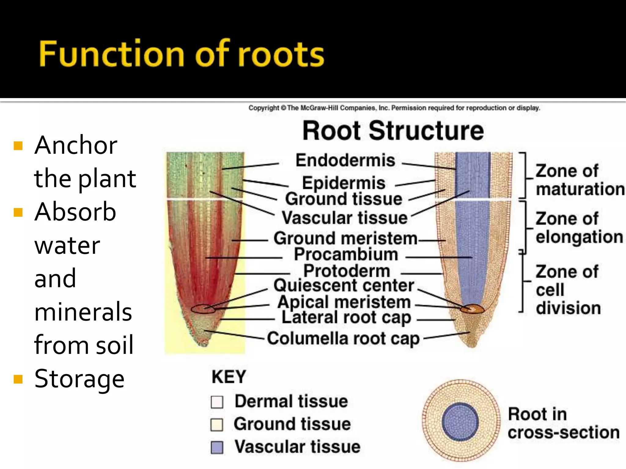 Function of rootsAnchor the plantAbsorb water and minerals from soilStorage