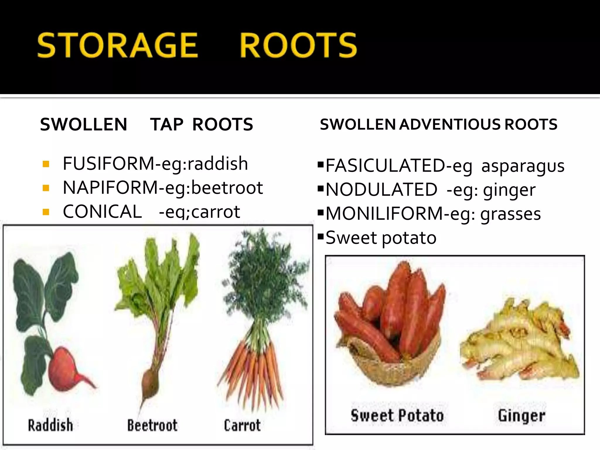 STORAGE     ROOTSSWOLLEN ADVENTIOUS ROOTSSWOLLEN      TAP  rootsFUSIFORM-eg:raddishNAPIFORM-eg:beetrootCONICAL    -eg;carrotFASICULATED-eg  asparagus