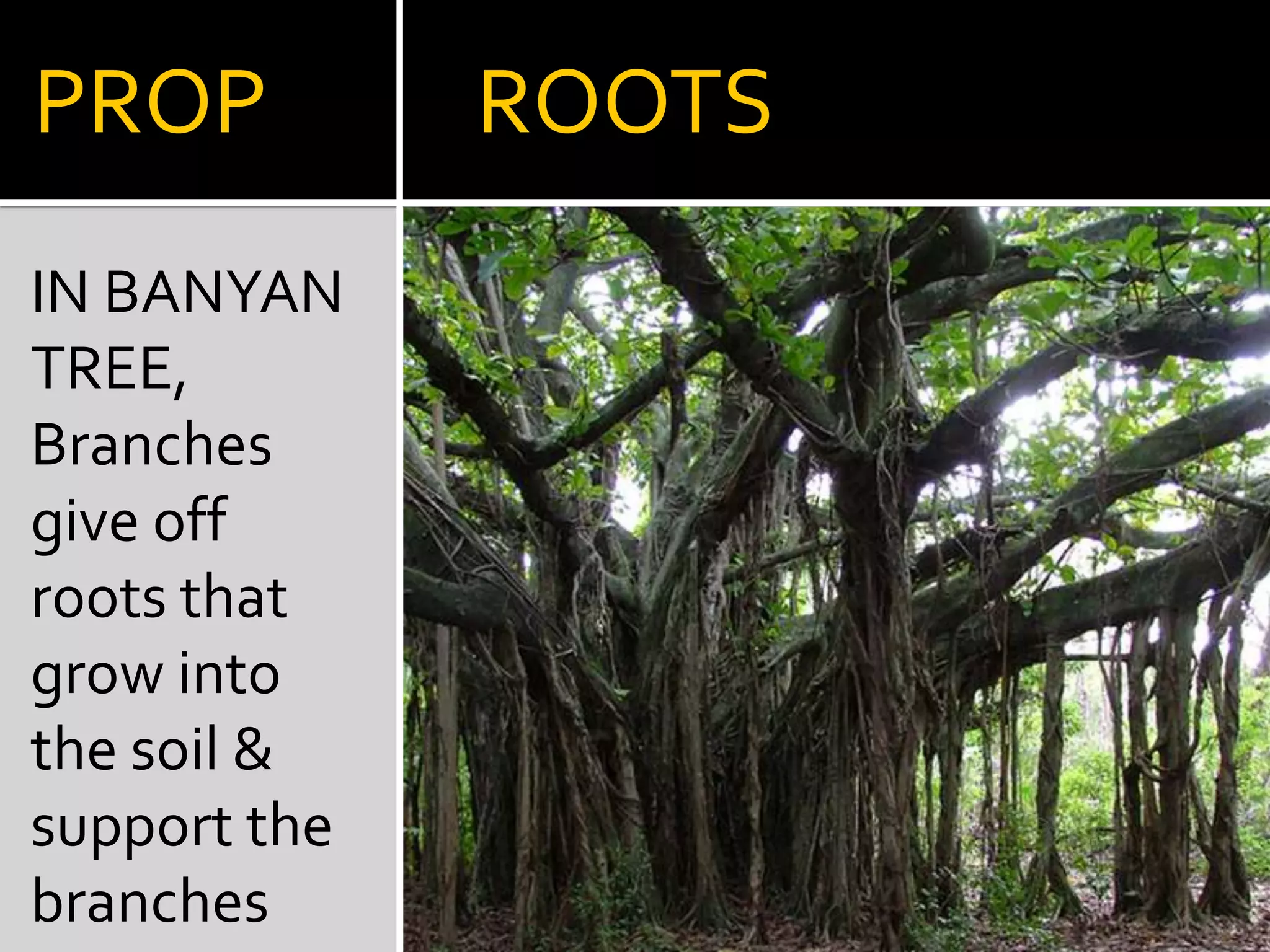 NODULATED  -eg: ginger