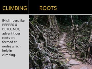 Sweet potatoPROP           ROOTSIN BANYAN TREE,Branches give off roots that grow into the soil & support the branches