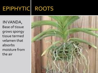 STILT                ROOTS         IN SCREWPINE short roots grow obliquely downward from near base of stem