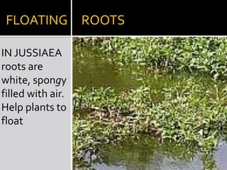 EPIPHYTIC    ROOTSIN VANDA,Base of tissue grows spongy tissue termed velamen that absorbs moisture from the air