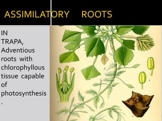 REORODUCTIVE  ROOTSExposed roots of MURRAYAHave adventitious buds  which grow into new plants.