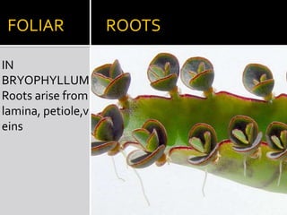 PARASITIC    ROOTSIN   CUSCUTAHaustoriaPenetrate into host stem & enter vascular bundles which absorb materials.