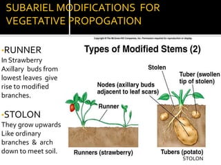 UNDERGROUND MODIFICATIONS OF STEMBULBDry scale leaves,Tunicated,Stem is small reduced & disk shaped.RHIZOMESGrows horizontally,Elongated.stem nature is evident from  CATAPHYLLS.