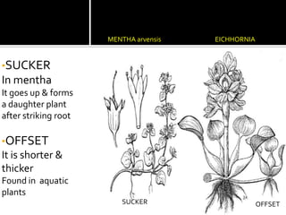 AMORPHOPHYLLUSPOTATOSTEM TUBERIn  potato,An aerial branch grows downward &stores food CORMIn amorphophyllusStem is massive,swollen,Held  in  position  by contractile roots