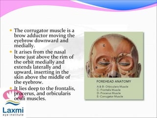  The corrugator muscle is a
brow adductor moving the
eyebrow downward and
medially.
 It arises from the nasal
bone just above the rim of
the orbit medially and
extends laterally and
upward, inserting in the
skin above the middle of
the eyebrow.
 It lies deep to the frontalis,
procerus, and orbicularis
oculi muscles.
 