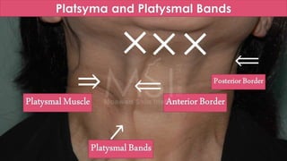 ADVANCED BOTOX COURSE.PART II. HOW TO INJECT BOTOX SAFELY?
