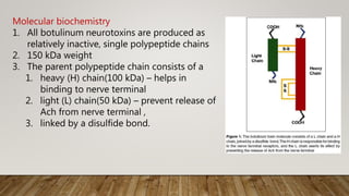 Molecular biochemistry
1. All botulinum neurotoxins are produced as
relatively inactive, single polypeptide chains
2. 150 kDa weight
3. The parent polypeptide chain consists of a
1. heavy (H) chain(100 kDa) – helps in
binding to nerve terminal
2. light (L) chain(50 kDa) – prevent release of
Ach from nerve terminal ,
3. linked by a disulfide bond.
 