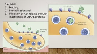 3.At NMJ
1. binding,
2. internalisation and
3. inhibition of Ach release through
inactivation of SNARE proteins.
 
