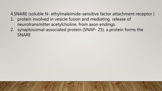 4.SNARE (soluble N- ethylmaleimide-sensitive factor attachment receptor )
1. protein involved in vesicle fusion and mediating release of
neurotransmitter acetylcholine, from axon endings.
2. synaptosomal-associated protein (SNAP- 25), a protein forms the
SNARE
 
