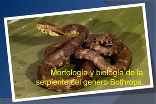 Morfología y biología de la
serpiente del genero Bothrops.
 