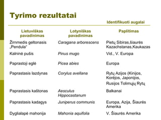 Tyrimo rezultatai
Identifikuoti augalai
Lietuviškas
pavadinimas
Lotyniškas
pavadinimas
Paplitimas
Žirnmedis geltonasis
„Pendula“
Caragana arborescens Pietų Sibiras,šiaurės
Kazachstanas,Kaukazas
Kalninė pušis Pinus mugo Vid., V. Europa
Paprastoji eglė Picea abies Europa
Paprastasis lazdynas Corylus avellana Rytų Azijos (Kinijos,
Korėjos, Japonijos,
Rusijos Tolimųjų Rytų
Paprastasis kaštonas Aesculus
Hippocastanum
Balkanai
Paprastasis kadagys Juniperus communis Europa, Azija, Šiaurės
Amerika
Dyglialapė mahonija Mahonia aquifolia V. Šiaurės Amerika
 