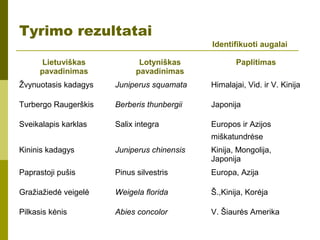 Tyrimo rezultatai
Identifikuoti augalai
Lietuviškas
pavadinimas
Lotyniškas
pavadinimas
Paplitimas
Žvynuotasis kadagys Juniperus squamata Himalajai, Vid. ir V. Kinija
Turbergo Raugerškis Berberis thunbergii Japonija
Sveikalapis karklas Salix integra Europos ir Azijos
miškatundrėse
Kininis kadagys Juniperus chinensis Kinija, Mongolija,
Japonija
Paprastoji pušis Pinus silvestris Europa, Azija
Gražiažiedė veigelė Weigela florida Š.,Kinija, Korėja
Pilkasis kėnis Abies concolor V. Šiaurės Amerika
 