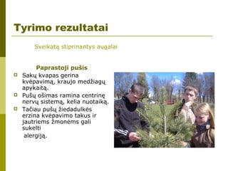 Paprastoji pušis
 Sakų kvapas gerina
kvėpavimą, kraujo medžiagų
apykaitą.
 Pušų ošimas ramina centrinę
nervų sistemą, kelia nuotaiką.
 Tačiau pušų žiedadulkės
erzina kvėpavimo takus ir
jautriems žmonėms gali
sukelti
alergiją.
Tyrimo rezultatai
Sveikatą stiprinantys augalai
 