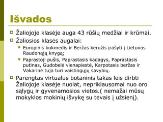 Išvados
 Žaliojoje klasėje auga 43 rūšių medžiai ir krūmai.
 Žaliosios klasės augalai:
 Europinis kukmedis ir Beržas keružis įrašyti į Lietuvos
Raudonąją knygą;
 Paprastoji pušis, Paprastasis kadagys, Paprastasis
putinas, Gudobelė vienapiestė, Karpotasis beržas ir
Vakarinė tuja turi vaistingųjų savybių.
 Parengtas virtualus botaninis takas leis dirbti
Žaliojoje klasėje nuolat, nepriklausomai nuo oro
sąlygų ir gyvenamosios vietos.( nemažai mūsų
mokyklos mokinių išvykę su tėvais į užsienį).
 