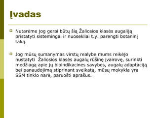 Įvadas
 Nutarėme jog gerai būtų šią Žaliosios klasės augaliją
pristatyti sistemingai ir nuosekliai t.y. parengti botaninį
taką.
 Jog mūsų sumanymas virstų realybe mums reikėjo
nustatyti Žaliosios klasės augalų rūšinę įvairovę, surinkti
medžiagą apie jų bioindikacines savybes, augalų adaptaciją
bei panaudojimą stiprinant sveikatą, mūsų mokykla yra
SSM tinklo narė, paruošti aprašus.
 