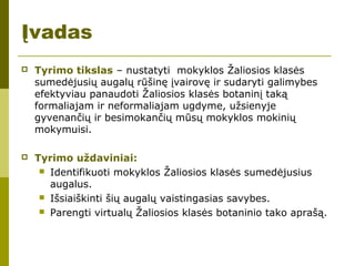 Įvadas
 Tyrimo tikslas – nustatyti mokyklos Žaliosios klasės
sumedėjusių augalų rūšinę įvairovę ir sudaryti galimybes
efektyviau panaudoti Žaliosios klasės botaninį taką
formaliajam ir neformaliajam ugdyme, užsienyje
gyvenančių ir besimokančių mūsų mokyklos mokinių
mokymuisi.
 Tyrimo uždaviniai:
 Identifikuoti mokyklos Žaliosios klasės sumedėjusius
augalus.
 Išsiaiškinti šių augalų vaistingasias savybes.
 Parengti virtualų Žaliosios klasės botaninio tako aprašą.
 