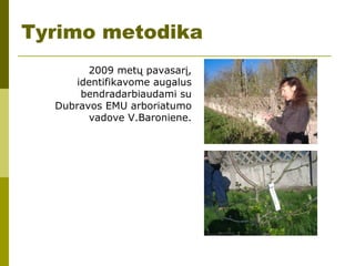 Tyrimo metodika
2009 metų pavasarį,
identifikavome augalus
bendradarbiaudami su
Dubravos EMU arboriatumo
vadove V.Baroniene.
 