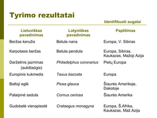 Tyrimo rezultatai
Identifikuoti augalai
Lietuviškas
pavadinimas
Lotyniškas
pavadinimas
Paplitimas
Beržas keružis Betula nana Europa, V. Sibiras
Karpotasis beržas Betula pendula Europa, Sibiras,
Kaukazas, Mažoji Azija
Darželinis jazminas
(aukštaūgis)
Philadelphus coronarius Pietų Europa
Europinis kukmedis Taxus baccata Europa
Baltoji eglė Picea glauca Šiaurės Amerikoje,
Dakotoje
Palaipinė sedula Cornus cericea Šiaurės Amerika
Gudobelė vienapiestė Crataegus monagyna Europa, Š.Afrika,
Kaukazas, Maž.Azija
 