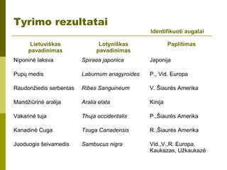 Tyrimo rezultatai
Identifikuoti augalai
Lietuviškas
pavadinimas
Lotyniškas
pavadinimas
Paplitimas
Niponinė laksva Spiraea japonica Japonija
Pupų medis Laburnum anagyroides P., Vid. Europa
Raudonžiedis serbentas Ribes Sanguineum V. Šiaurės Amerika
Mandžiūrinė aralija Aralia elata Kinija
Vakarinė tuja Thuja occidentalis P.,Šiaurės Amerika
Kanadinė Cuga Tsuga Canadensis R.,Šiaurės Amerika
Juoduogis šeivamedis Sambucus nigra Vid.,V.,R. Europa,
Kaukazas, Užkaukazė
 