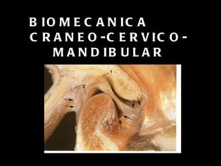 BIOMECANICA  CRANEO-CERVICO- MANDIBULAR 