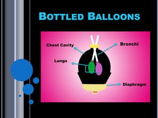 BOTTLED BALLOONS
Bronchi
Lungs
Chest Cavity
Diaphragm
 