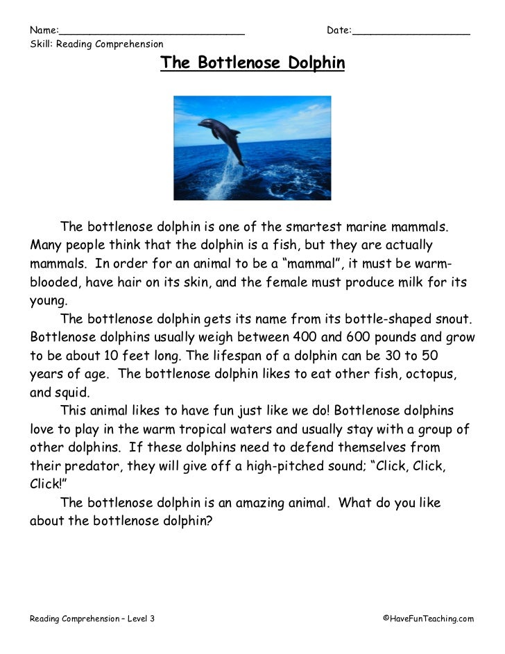 Bottlenose dolphin