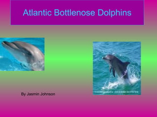 Atlantic Bottlenose Dolphins By Jasmin Johnson  