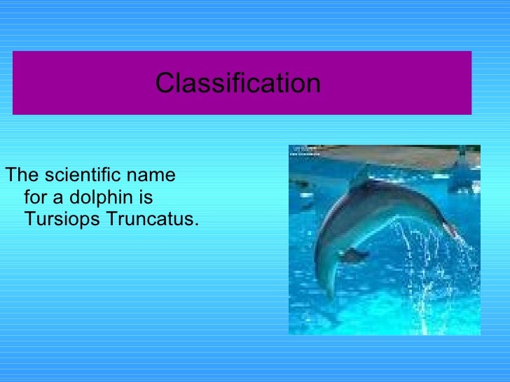bottlenose dolphins report bottlenose dolphin scientific classification chart
