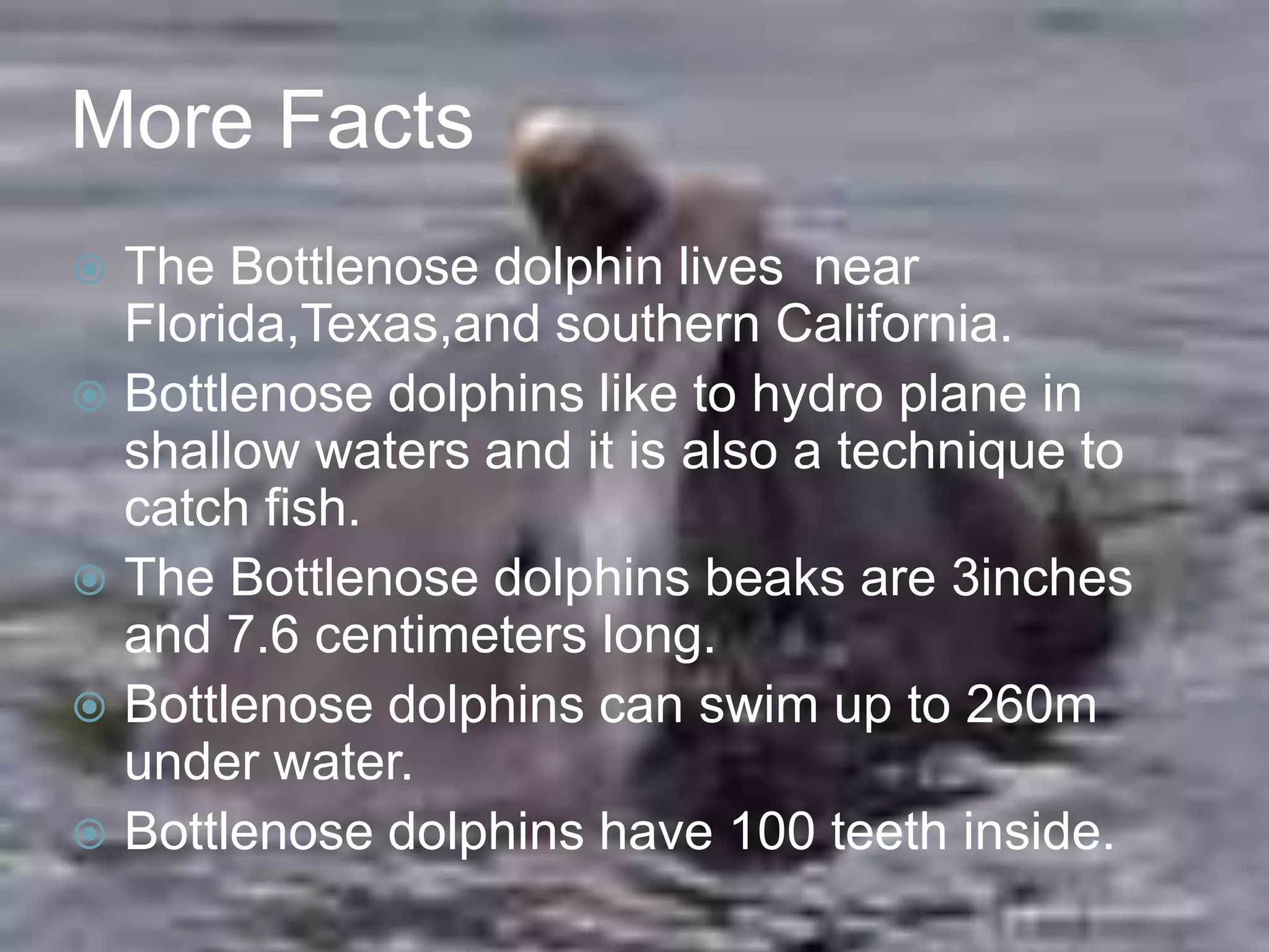 Bottlenose Dolphin PPTX bottlenose-dolphin-pptx