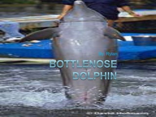 Bottlenose Dolphin By: Rylan 