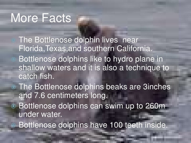 the bottlenose dolphin essay Get access to bottlenose dolphins essays only from anti essays listed results 1 - 30 get studying today and get the grades you want only at. the bottlenose dolphin essay Get access to bottlenose dolphins essays only from anti essays listed results 1 - 30 get studying today and get the grades you want only at.