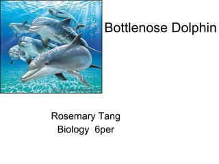 Bottlenose Dolphin Rosemary Tang Biology  6per 