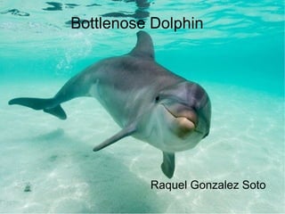 Bottlenose Dolphin




          Raquel Gonzalez Soto
 