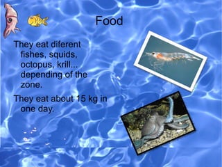 Food
They eat diferent
 fishes, squids,
 octopus, krill...
 depending of the
 zone.
They eat about 15 kg in
 one day.
 