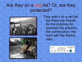 Are they on a red list? Or, are they
           protected?
                   They aren't on a red list
                    but there are threats
                    for the dolphins for
                    example the polution,
                    the construction, the
                    hunt with the fishing
                    nets...
 
