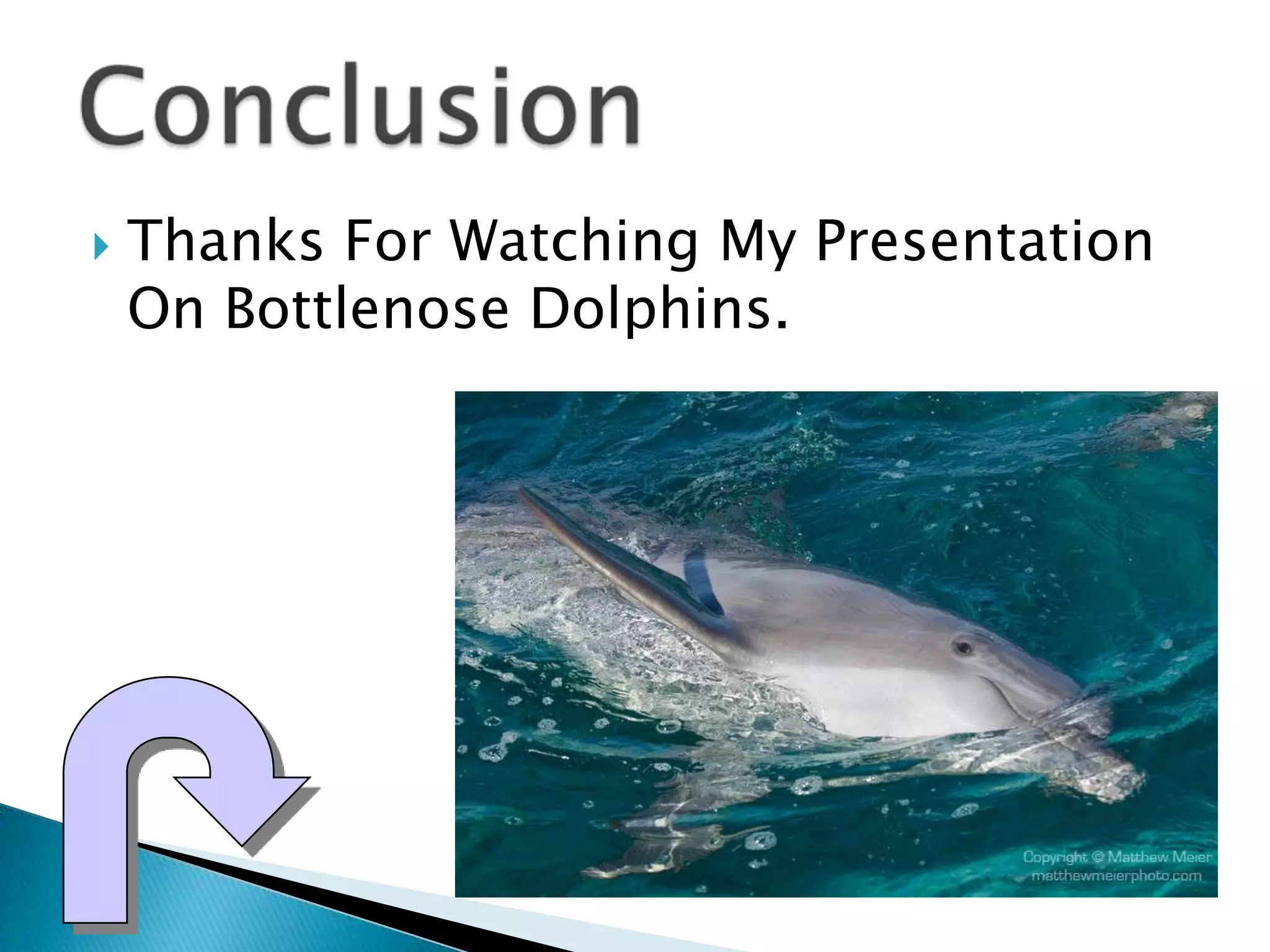  Thanks For Watching My Presentation
On Bottlenose Dolphins.