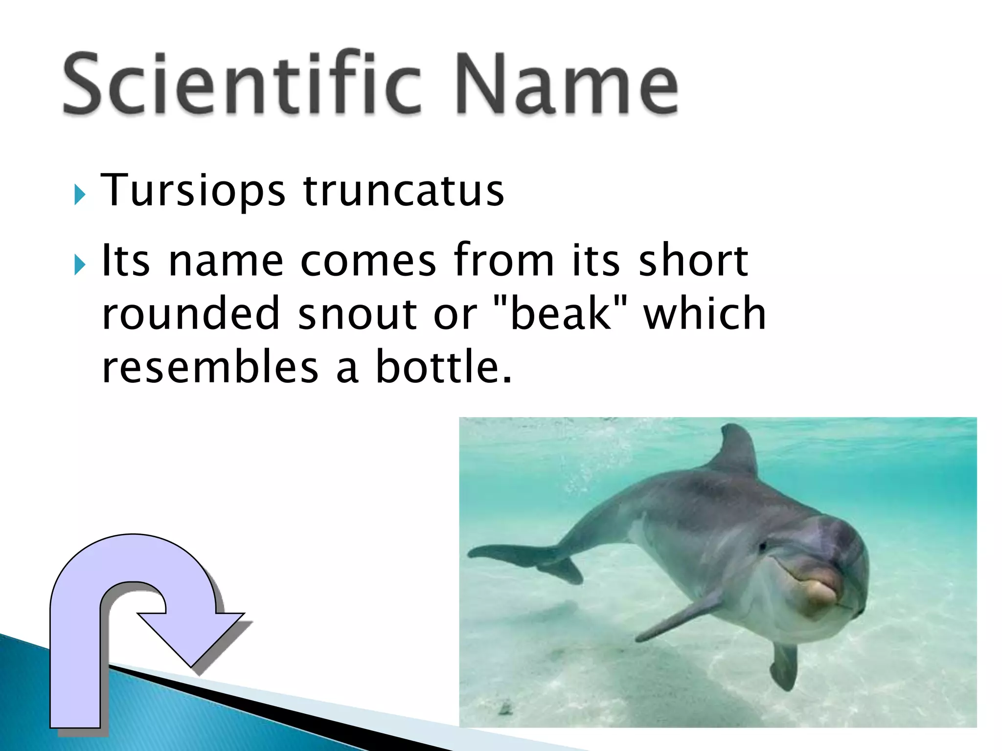  Tursiops truncatus
Its name comes from its short
rounded snout or "beak" which
resembles a bottle.