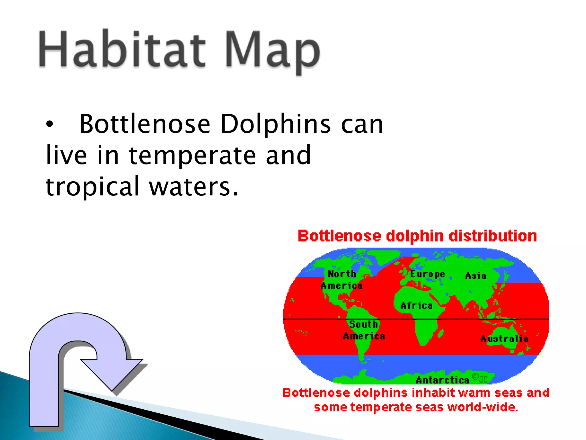 • Bottlenose Dolphins can
live in temperate and
tropical waters.