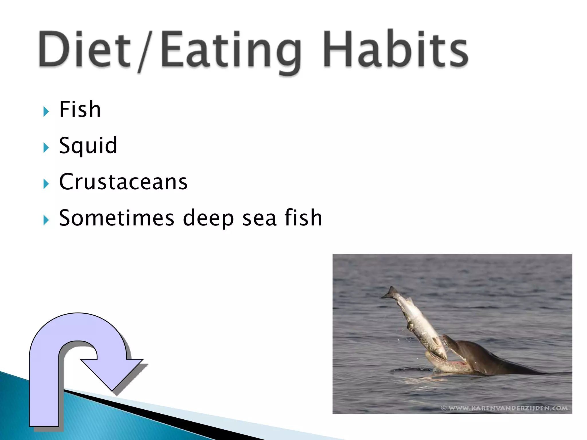  Fish
Squid
Crustaceans
Sometimes deep sea fish