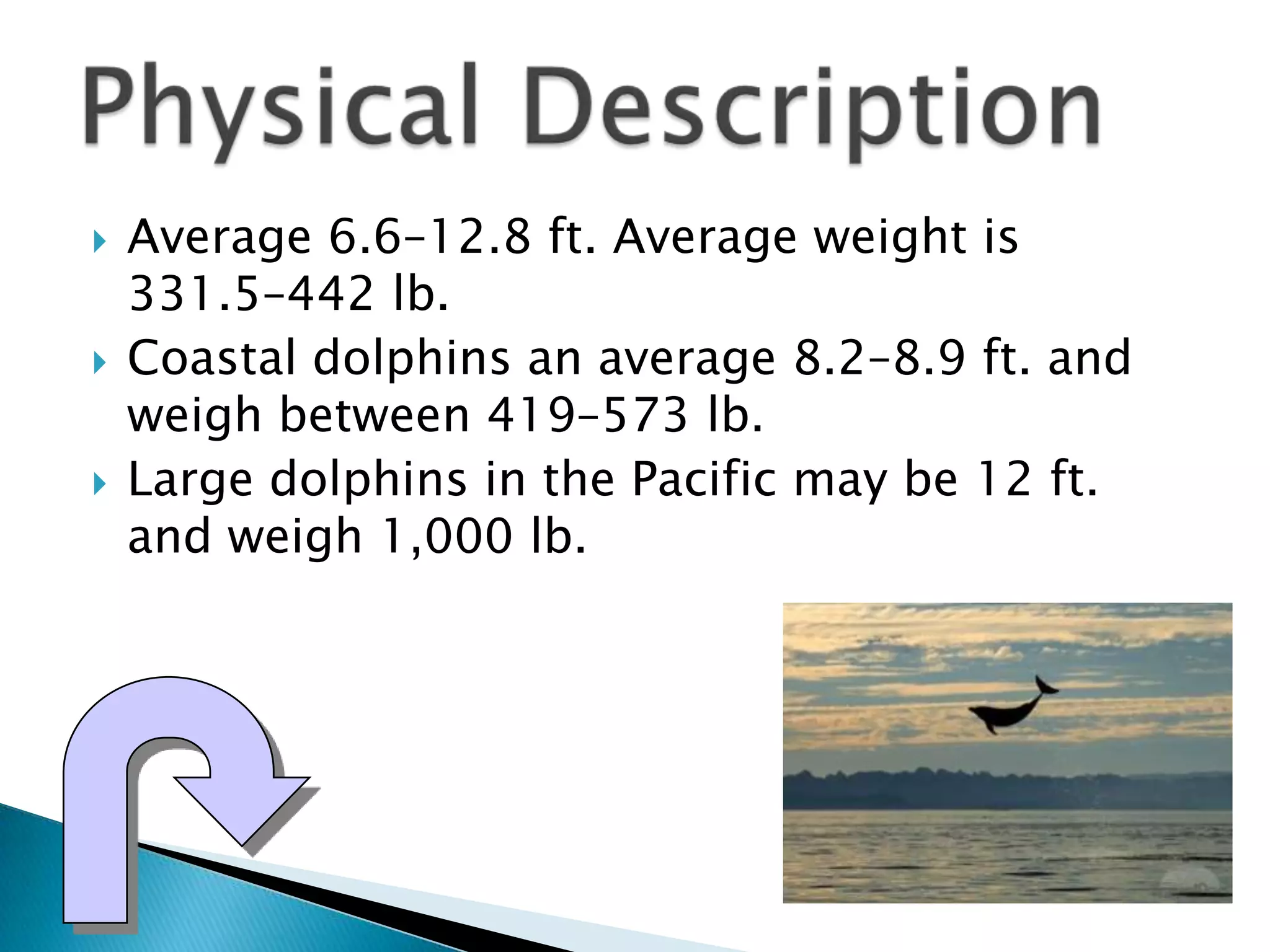  Average 6.6–12.8 ft. Average weight is
331.5–442 lb.
Coastal dolphins an average 8.2–8.9 ft. and
weigh between 419–573 lb.
Large dolphins in the Pacific may be 12 ft.
and weigh 1,000 lb.