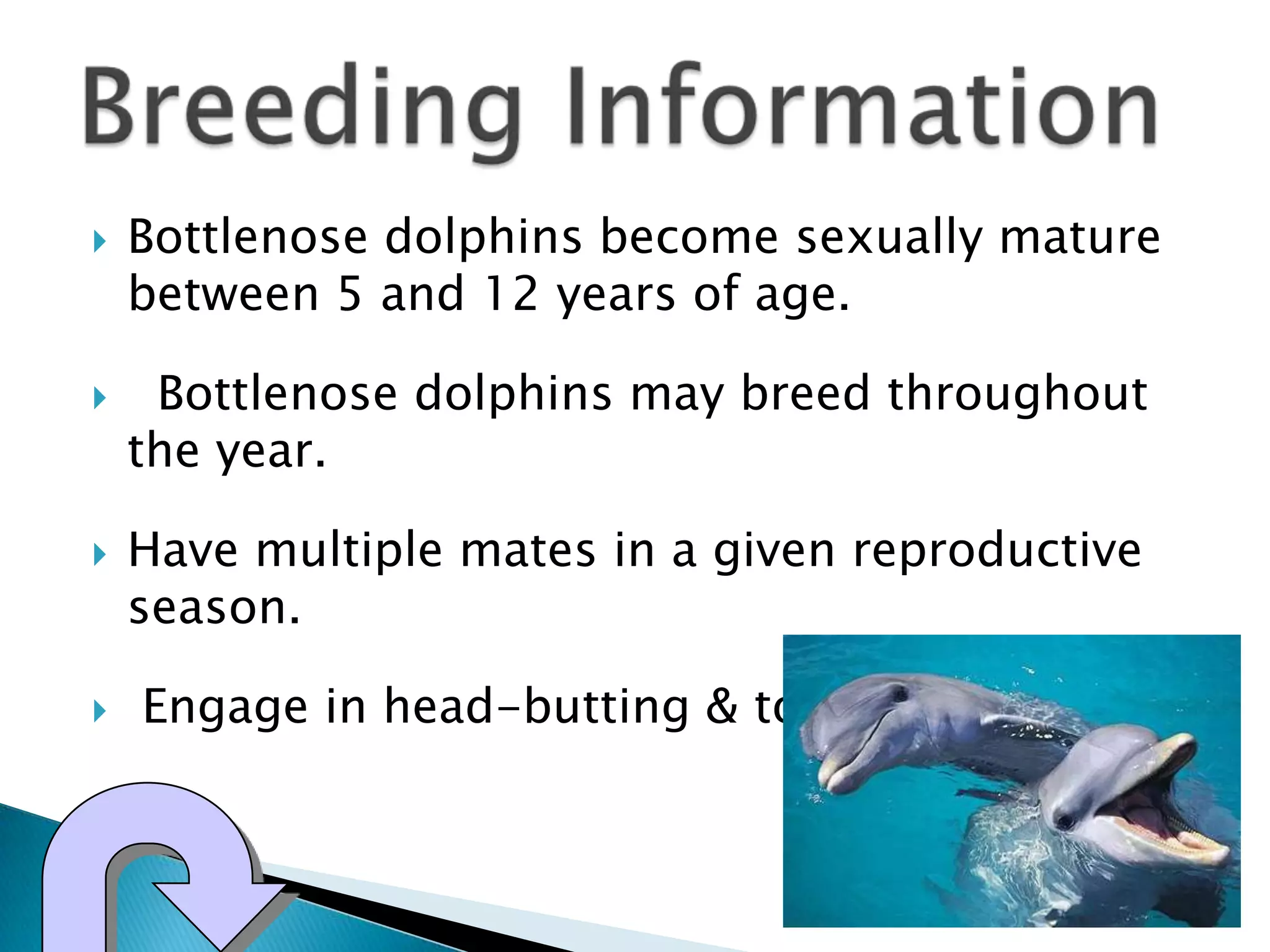  Bottlenose dolphins become sexually mature
between 5 and 12 years of age.
Bottlenose dolphins may breed throughout
the year.
Have multiple mates in a given reproductive
season.
Engage in head-butting & tooth-scratching.