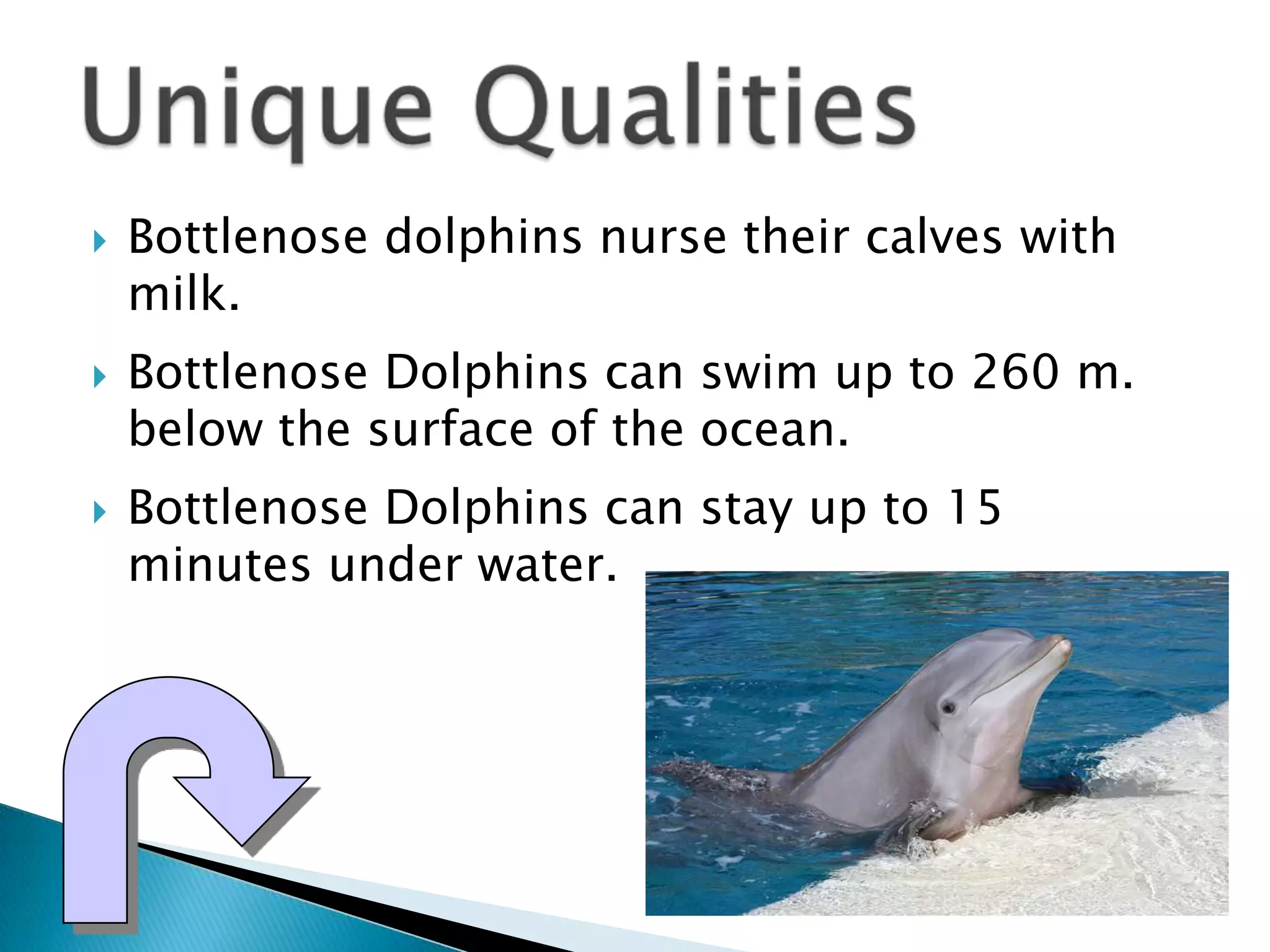  Bottlenose dolphins nurse their calves with
milk.
Bottlenose Dolphins can swim up to 260 m.
below the surface of the ocean.
Bottlenose Dolphins can stay up to 15
minutes under water.