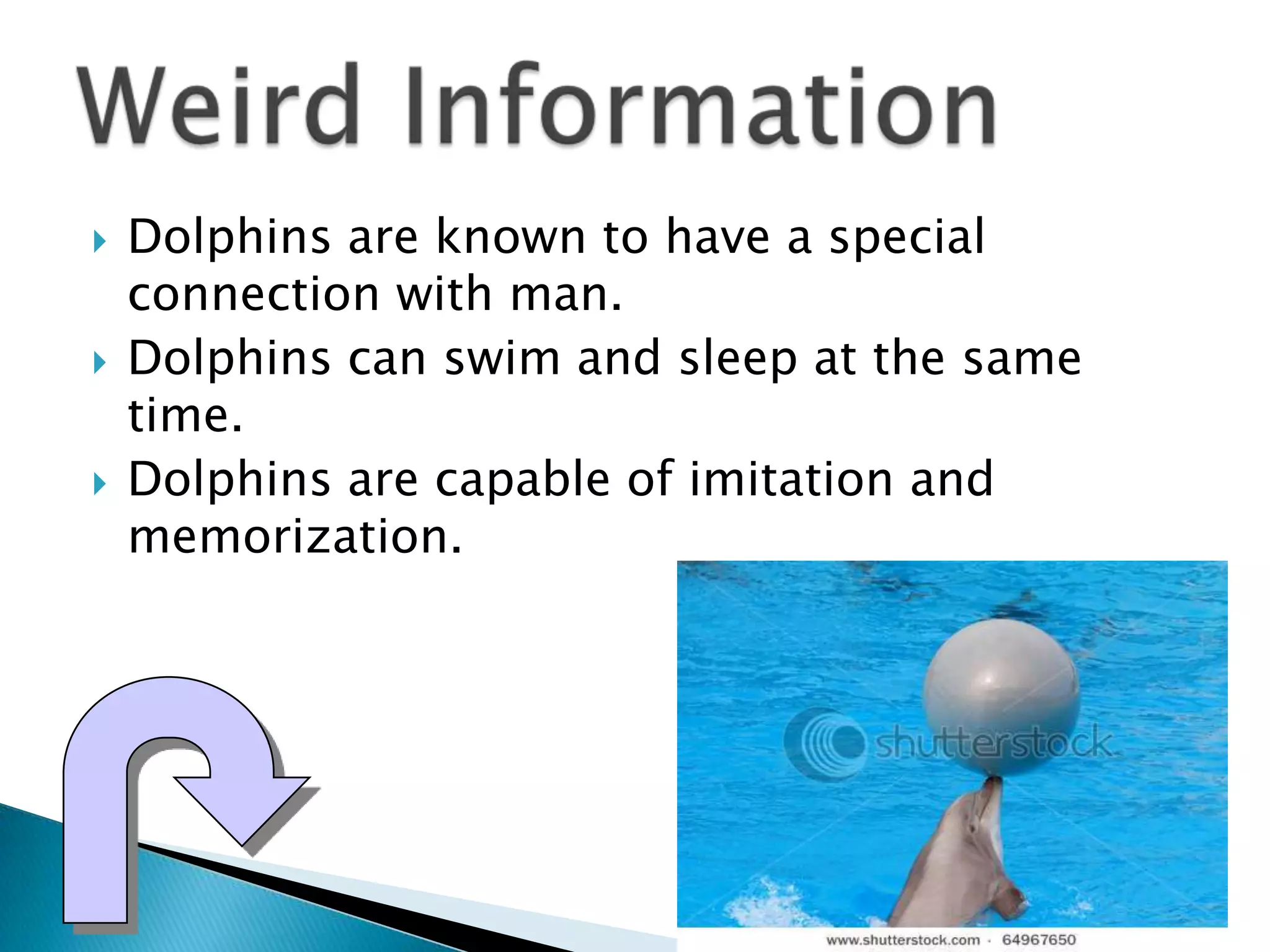  Dolphins are known to have a special
connection with man.
Dolphins can swim and sleep at the same
time.
Dolphins are capable of imitation and
memorization.
