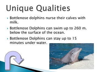    Bottlenose dolphins nurse their calves with
    milk.
   Bottlenose Dolphins can swim up to 260 m.
    below the surf...
